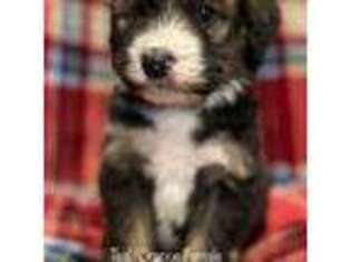 Bernese Mountain Dog Puppy for sale in Beverly, OH, USA