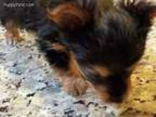 Yorkshire Terrier Puppy for sale in Evans, GA, USA