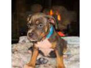Mutt Puppy for sale in Royal Oak, MI, USA