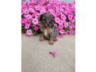 Cavapoo Puppy for sale in Flemingsburg, KY, USA
