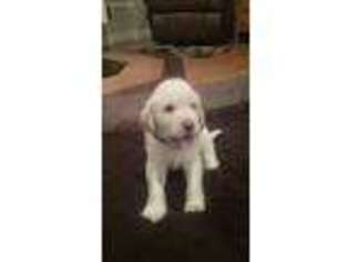 Labradoodle Puppy for sale in Dyersville, IA, USA