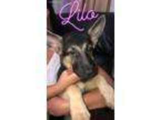 German Shepherd Dog Puppy for sale in Mastic, NY, USA