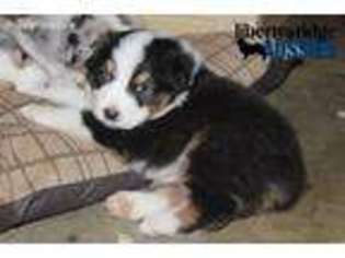 Australian Shepherd Puppy for sale in Hillsboro, OH, USA