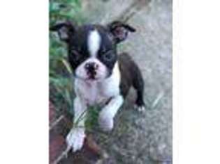 Boston Terrier Puppy for sale in Odenville, AL, USA