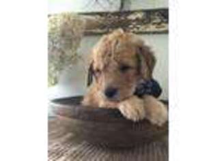 Goldendoodle Puppy for sale in Wellsboro, PA, USA
