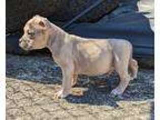 Mutt Puppy for sale in Conley, GA, USA