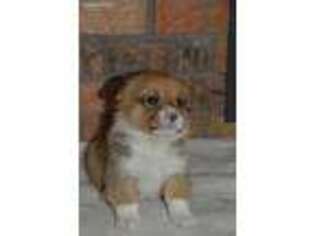 Pembroke Welsh Corgi Puppy for sale in Irvington, KY, USA