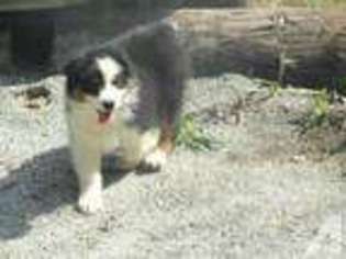 Australian Shepherd Puppy for sale in MOCKSVILLE, NC, USA