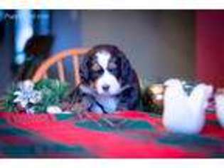 Bernese Mountain Dog Puppy for sale in Limington, ME, USA