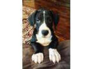 Great Dane Puppy for sale in Athens, AL, USA