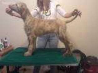 Afghan Hound Puppy for sale in Hewitt, TX, USA