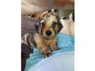 Dachshund Puppy for sale in Anchorage, AK, USA