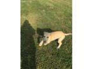Irish Wolfhound Puppy for sale in Concordia, KS, USA