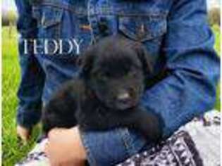 Golden Retriever Puppy for sale in Russellville, MO, USA