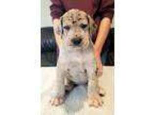 Great Dane Puppy for sale in Rocky Comfort, MO, USA