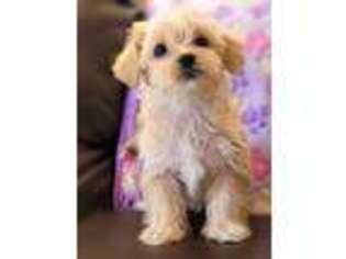 Maltese Puppy for sale in Nashville, TN, USA