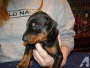 Doberman Pinscher Puppy for sale in PITTSBURGH, PA, USA
