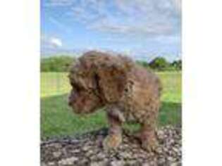 Labradoodle Puppy for sale in Bells, TX, USA