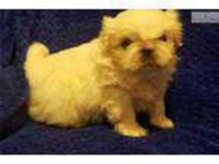Pekingese Puppy for sale in Cleveland, OH, USA