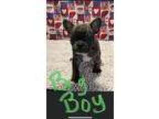 French Bulldog Puppy for sale in Fort Madison, IA, USA