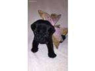 Pug Puppy for sale in Woodstock, IL, USA
