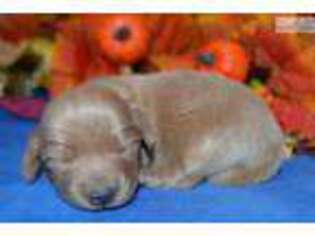 Dachshund Puppy for sale in Colorado Springs, CO, USA