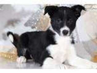 Border Collie Puppy for sale in Baltimore, MD, USA