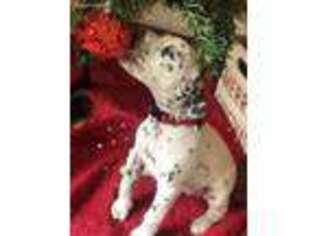 Dalmatian Puppy for sale in New Milford, CT, USA