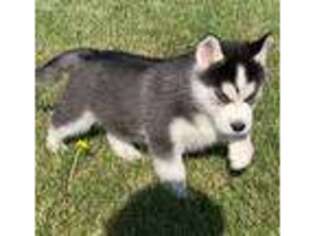 Siberian Husky Puppy for sale in Elkhorn, WI, USA