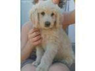 Labradoodle Puppy for sale in Dundalk, MD, USA