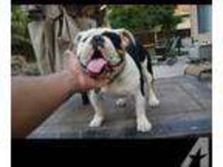 Olde English Bulldogge Puppy for sale in TRACY, CA, USA