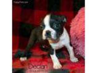 Boston Terrier Puppy for sale in Hattiesburg, MS, USA