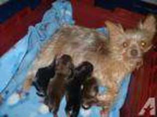 Yorkshire Terrier Puppy for sale in HAVRE, MT, USA