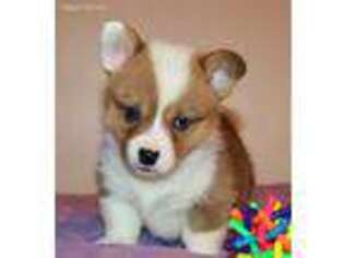 Pembroke Welsh Corgi Puppy for sale in Lorraine, KS, USA