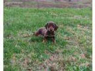Dachshund Puppy for sale in Grovespring, MO, USA