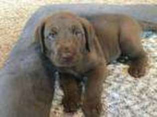 Labrador Retriever Puppy for sale in Paw Paw, MI, USA