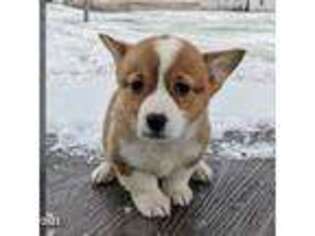 Pembroke Welsh Corgi Puppy for sale in Leominster, MA, USA