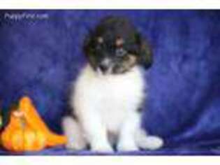 Cavapoo Puppy for sale in Strasburg, PA, USA
