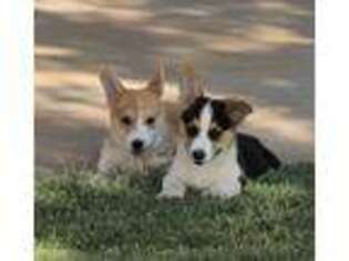 Pembroke Welsh Corgi Puppy for sale in Odessa, TX, USA