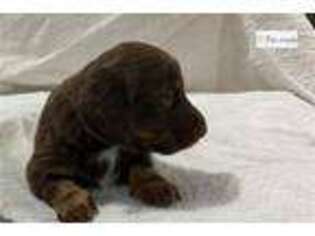 Dachshund Puppy for sale in Mansfield, OH, USA