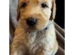 Labradoodle Puppy for sale in Hemet, CA, USA