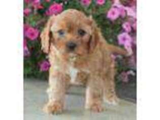 Cavapoo Puppy for sale in Reading, MI, USA