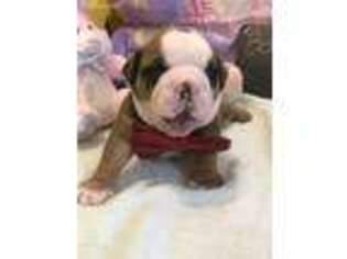 Bulldog Puppy for sale in Flushing, MI, USA