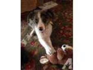 Border Collie Puppy for sale in GLENNVILLE, GA, USA
