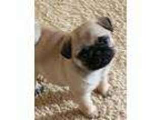 Pug Puppy for sale in Akron, OH, USA