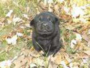 German Shepherd Dog Puppy for sale in LITTLE FALLS, MN, USA