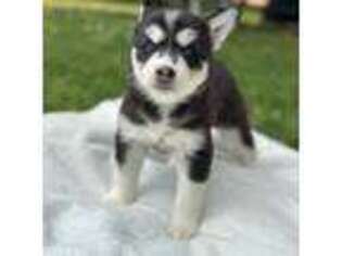 Siberian Husky Puppy for sale in Westfield, NJ, USA