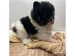 Pomeranian Puppy for sale in Victorville, CA, USA