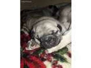 Pug Puppy for sale in Homestead, FL, USA