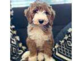 Goldendoodle Puppy for sale in Duncan, SC, USA